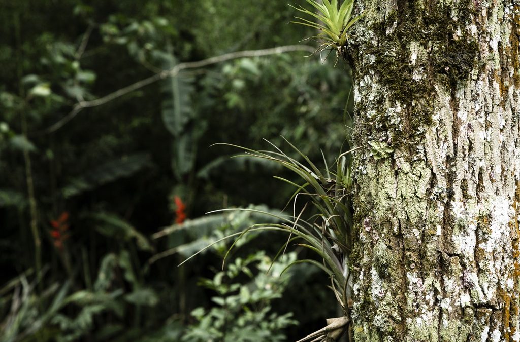 Healing Power of Botanicals: Insights from the Amazon Forest